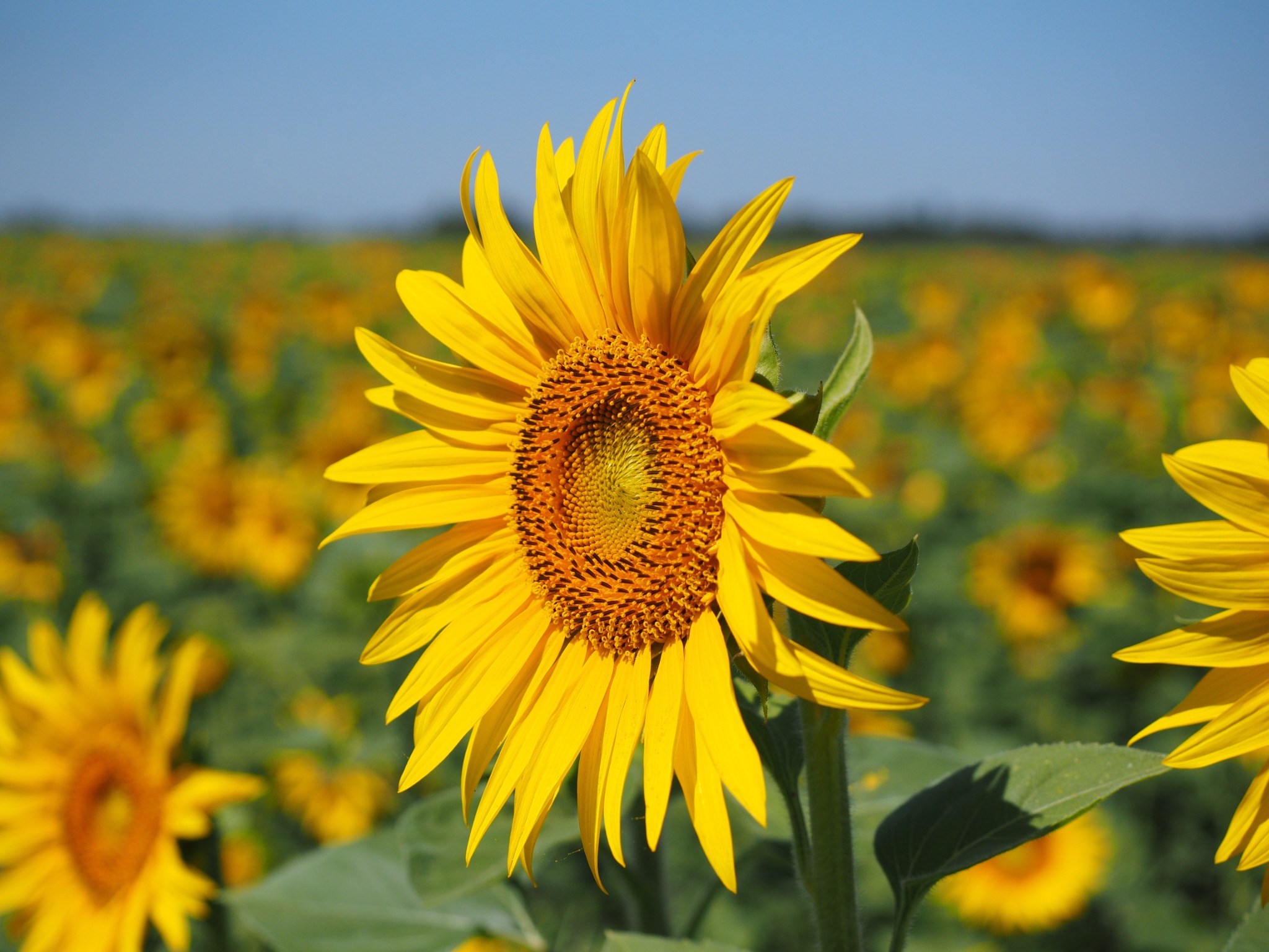 Sonnenblumen